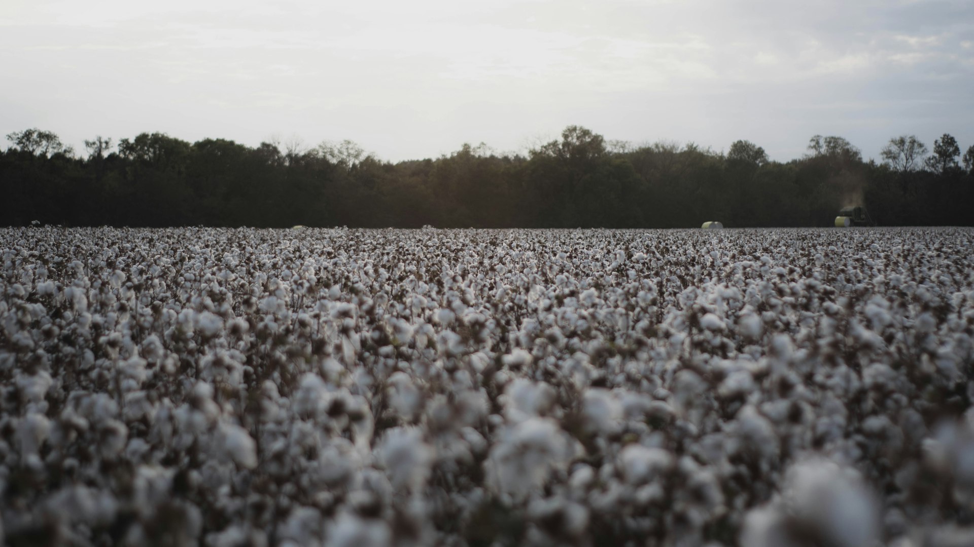 white petal flowerfield during daytime